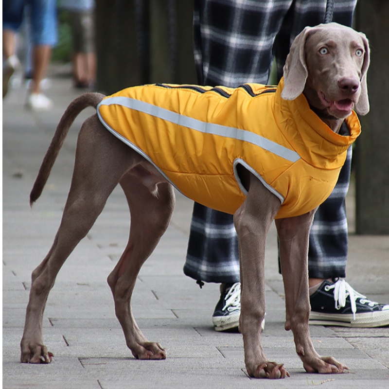 MOQ faible Coût abordable Version classique Veste de pluie chien Vêtements de chien