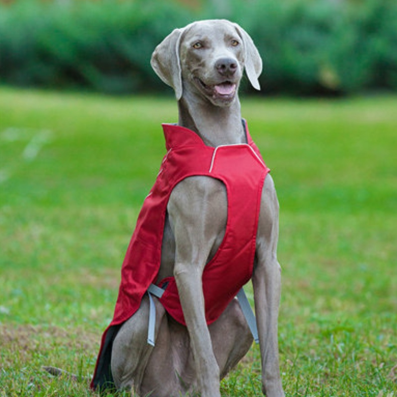 Manteau de chien réfléchissant de style classique imperméable veste de chien d\'hiver réglable réversible léger réversible